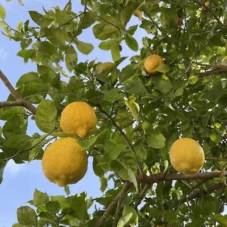 Casa Limones * Nerja
